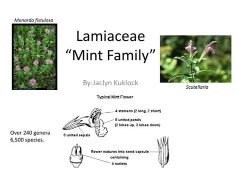 lamiaceae family ppt